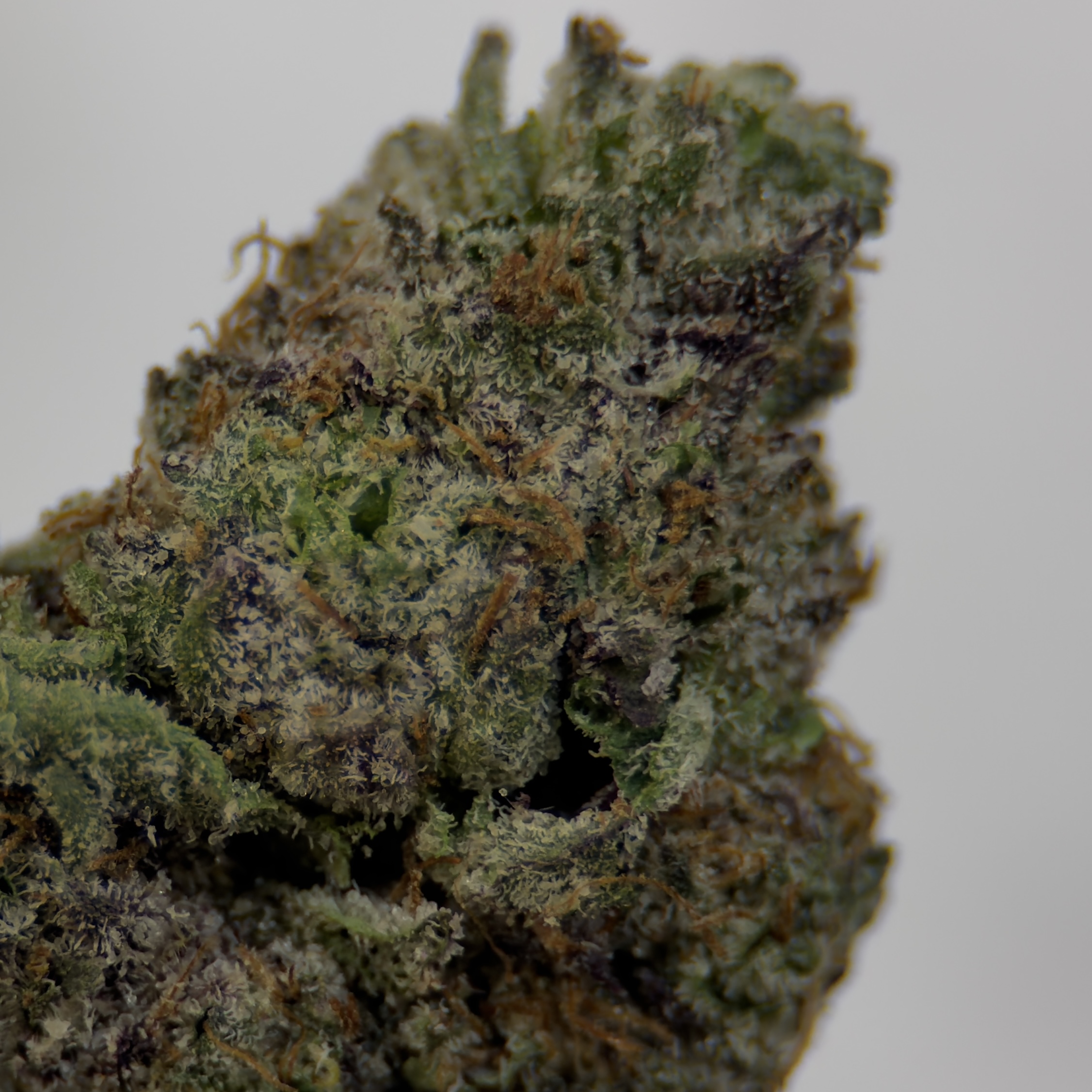 Wedding Crasher - Indica - Image 2