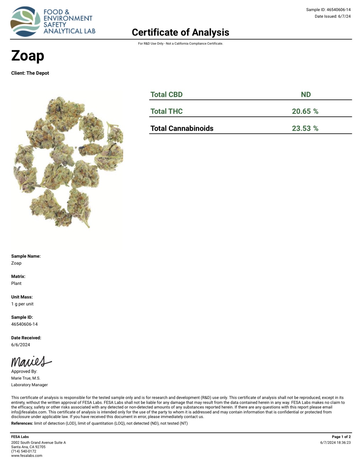 GG4 - Indica - Image 3